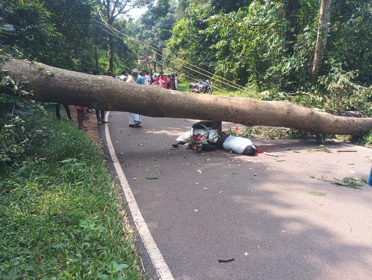 ಬೃಹದಾಕಾರದ ಮರ ಬಿದ್ದು ಬೈಕ್ ಸವಾರ ಸ್ಥಳದಲ್ಲೇ ಸಾವು