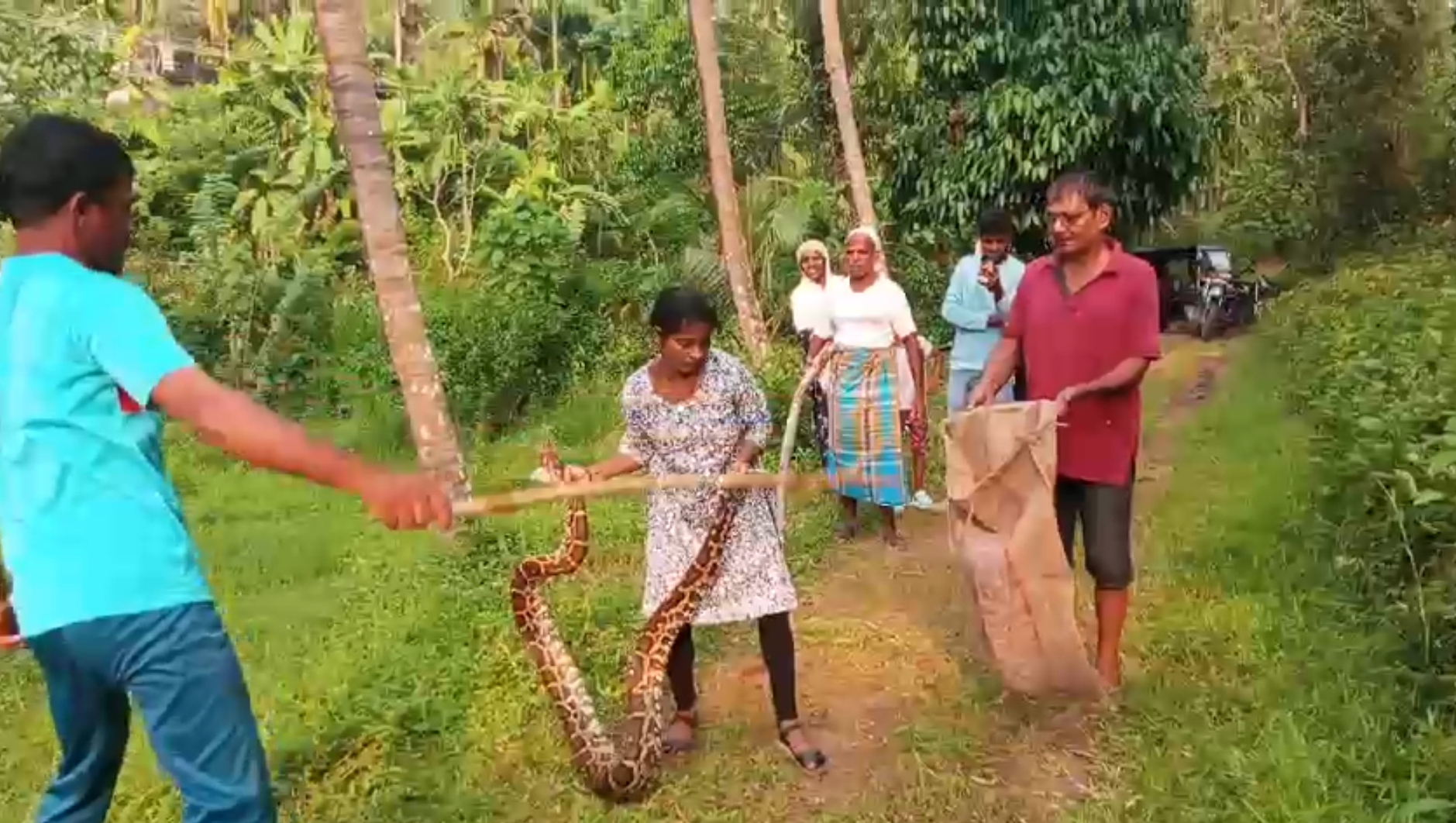 “ಕೋರಿ ಮರ್ಲ” ಹಾವನ್ನು ರಕ್ಷಿಸಿದ ಪುತ್ತೂರಿನ ಪೋರಿ